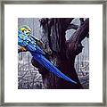 Blue And Yellow Macaw In Burned Forest Framed Print
