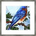 Blue Bird Framed Print