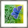 Blue Butterfly  2 Framed Print