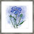 Blue Cornflower Framed Print