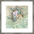 Blue Crab Framed Print