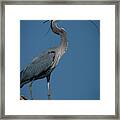 Blue Heron 2011-0322 Framed Print