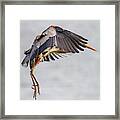 Blue Heron 20190412-0154 Framed Print