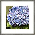 Blue Hydrangea Framed Print