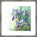 Blue Irises Fairytale Framed Print