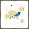 Blue Jay And Paint Splashes Framed Print