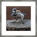 Blue Jay Bird Framed Print