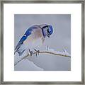 Blue Jay Framed Print