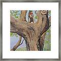 Blue Lacy In A Tree Framed Print
