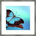 Blue Mountain Swallowtail Butterfly Framed Print