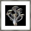 Blue Oyster Mushrooms Framed Print