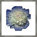 Blue Peony Flower Designed For Shirts Framed Print