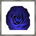 Blue Rose Flower Photograph Best For Shirts Framed Print