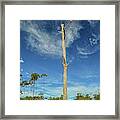 Blue Skies And Broken Branches Framed Print