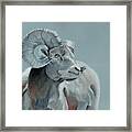 Blue Slate Ram- Square Crop Framed Print