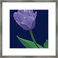 Blue Tulip Framed Print