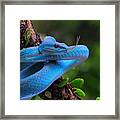 Blue Viper Framed Print
