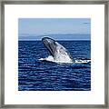Blue Whale, Balaenoptera Musculus Framed Print
