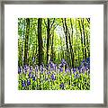 Bluebells In Beech Woods Framed Print