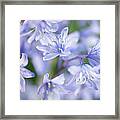 Bluebells Framed Print