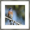 Bluebird Of Happiness 3 Framed Print