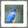 Bluebird Portrait Framed Print