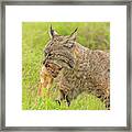 Bobcat With Long Tailed Weasel Ii Framed Print