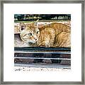 Bodega Cat Framed Print