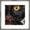 Bombay Cat Framed Print
