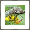 Bombyliidae Framed Print