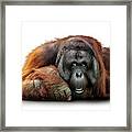 Bornean Orangutan Named Michael Framed Print