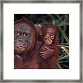 Bornean Orangutan Mother & Young Framed Print