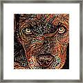 Boss The Pit Bull Framed Print