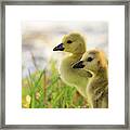 Boston Goslings Framed Print