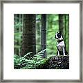 Boston Terrier Sitting On A Stub In The Framed Print