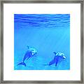 Bottle Nosed Dolphins Underwater Framed Print