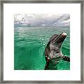 Bottlenose Dolphin In Shallow Water Framed Print