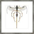 Braconid Wasp Framed Print