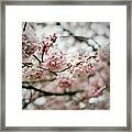 Branches With Cherry Tree Blossoms Framed Print