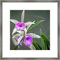 Brassavola Orchid Framed Print