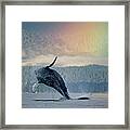 Breaching Humpback Whale And Rainbow Framed Print