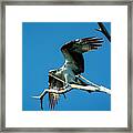 Breezy Framed Print