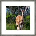 Bright Eyes Framed Print