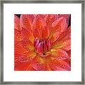 Bright Orange And Yellow Dahlia With Framed Print