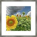 Brightest In Its Field Framed Print