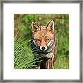 British Red Fox Framed Print