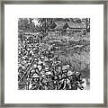 British Troops In Burma Framed Print