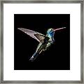 Broad-billed Hummingbird Flight Framed Print