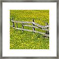Broken Fence And Buttercup Field Framed Print