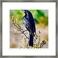 Bronzed Cowbird On Creosote Framed Print